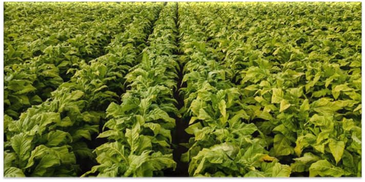 Mito numero 7. Le politiche contro il tabacco danneggiano gli agricoltori
