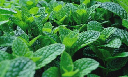 Abbiamo bisogno di cibo, non di tabacco!
