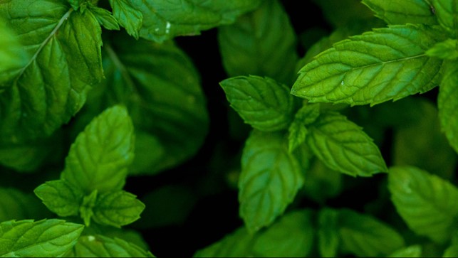 Gli aromi nei prodotti del tabacco